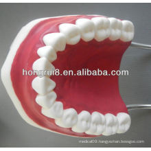 New Style Medical Dental Care Model,dental teeth